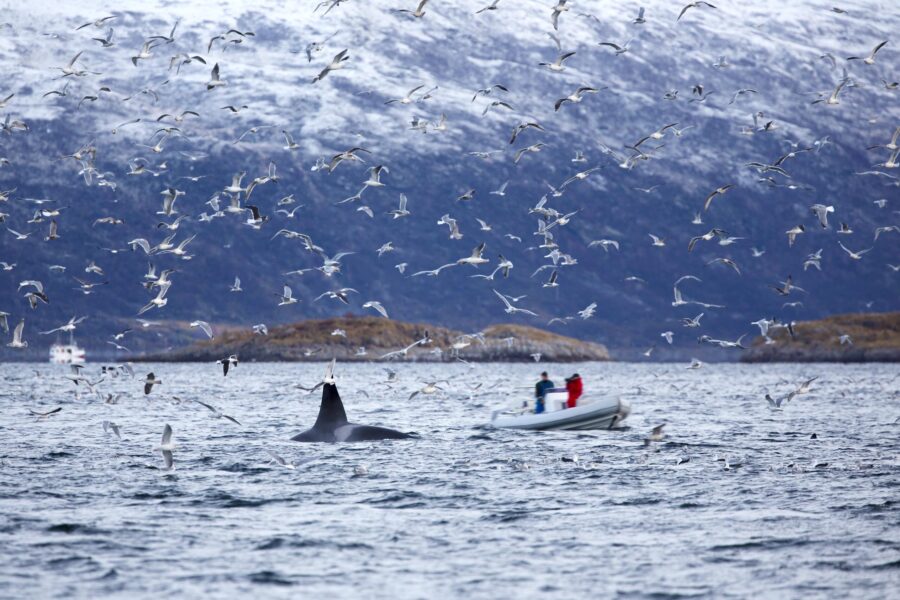 whale-safari-on-rib-boat-in-the-arctic-environment-PUB5H7Y-min